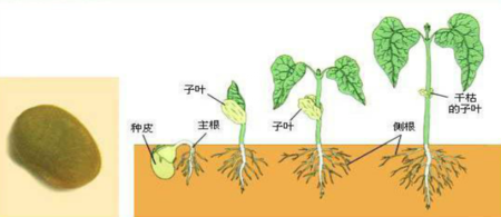 【泛亚电竞】狐墓(图3) 泛亚电竞